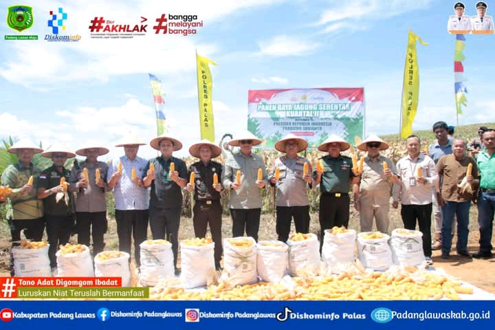 PANEN RAYA JAGUNG KUARTAL II TAHUN 2025