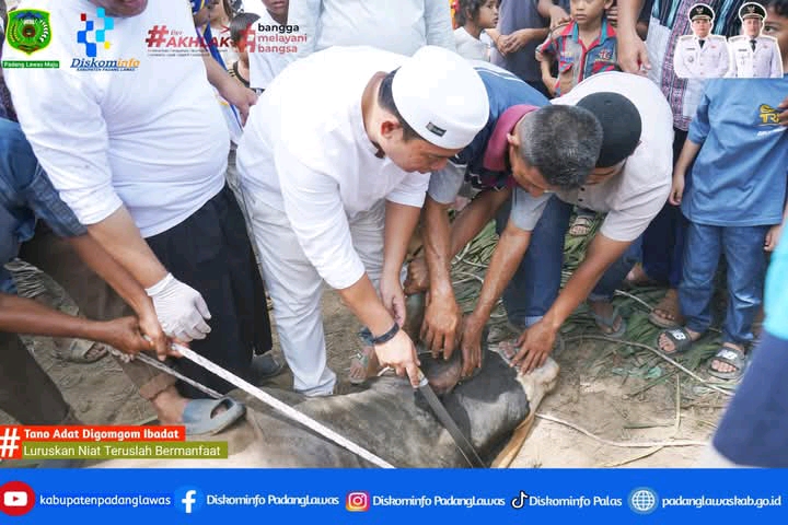 BUPATI MENYEMBELIH SAPI BANTUAN PRESIDEN REPUBLIK INDONESIA