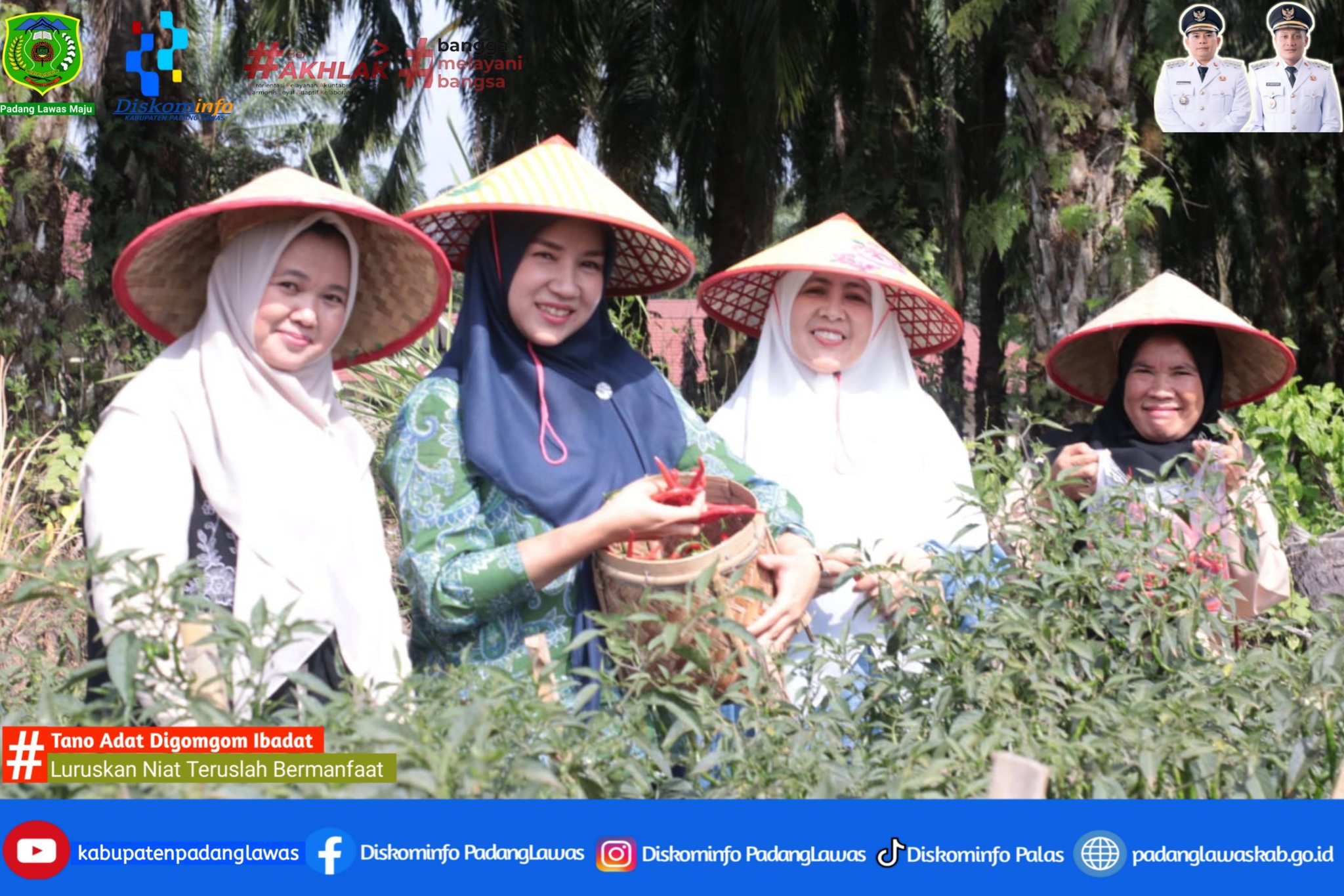 TINGKATKAN KETAHANAN PANGAN, TP-PKK KABUPATEN PADANG LAWAS PETIK CABEI BERSAMA.