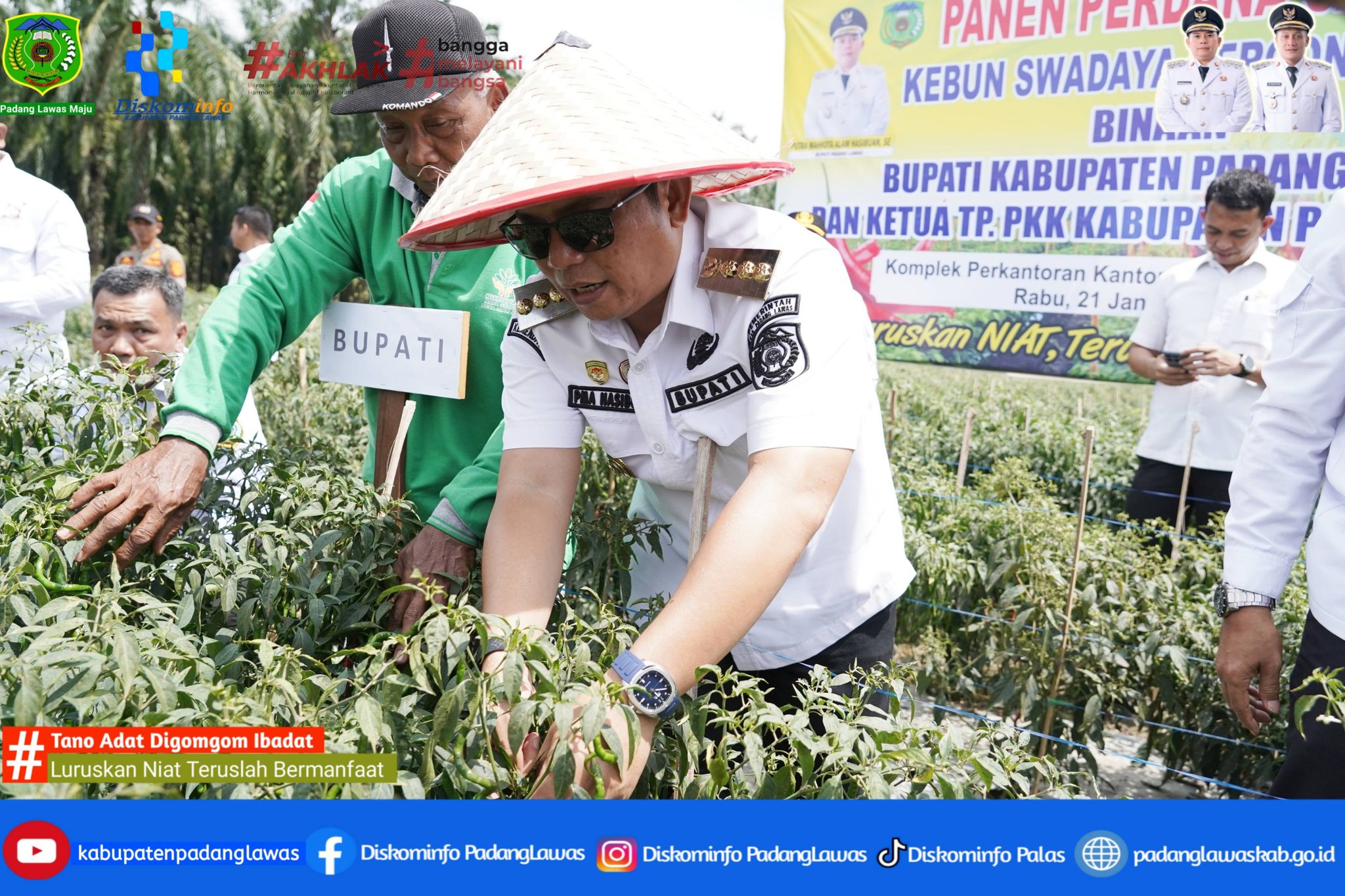 BUPATI PADANG LAWAS PANEN PERDANA CABAI KEBUN SWADAYA 