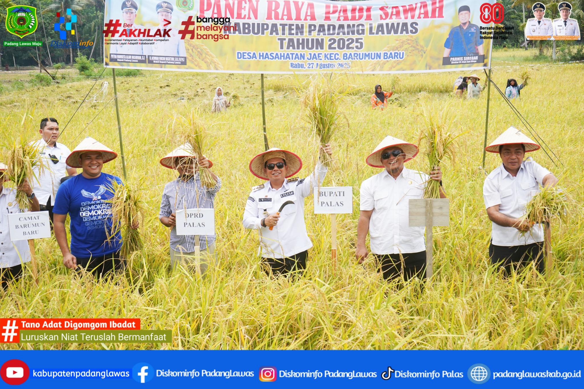 PANEN RAYA PADI SAWAH DI SABA DALAN KELOMPOK TANI SEROJA II DESA HASAHATAN JAE KECAMATAN BARUMUN BAR