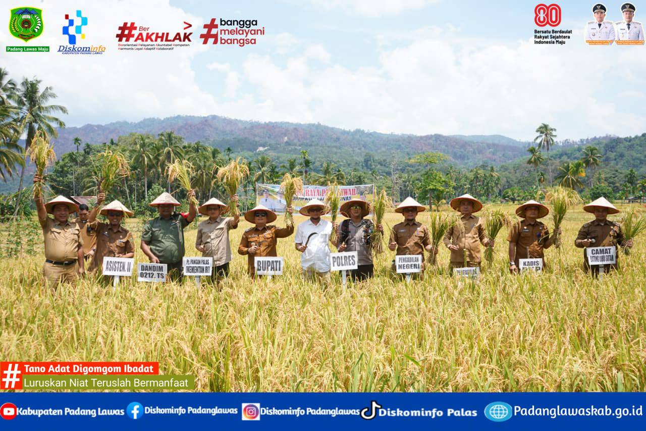 BUPATI PADANG LAWAS LAKSANAKAN PANEN RAYA PADI SAWAH
